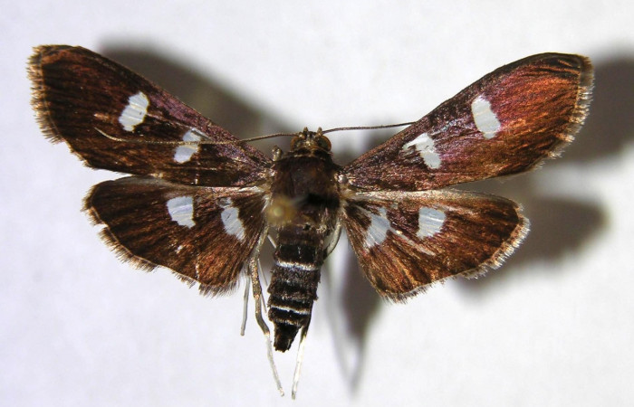 Figura 12. Adulto hembra de <i>Desmia octomaculalis</i> (Crambidae), vista dorsal. Voucher 00-SRNP-1339-DHJ370930.jpg.