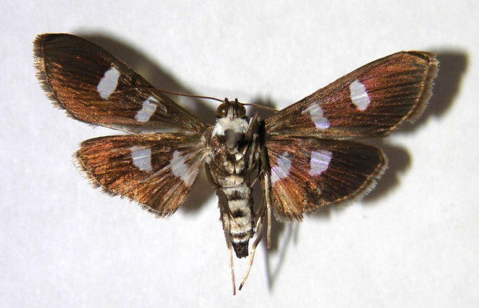 Figura 13. Adulto hembra de <i>Desmia octomaculalis</i> (Crambidae), vista ventral. Voucher 00-SRNP-1339-DHJ370931.jpg.