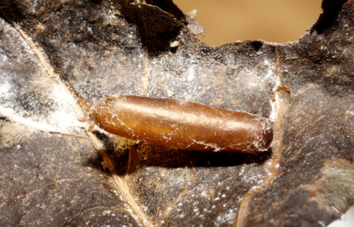 Figura 5. <i>Meniscomorpha astrema</i> (Ichneumonidae), parásito de <i>Desmia octomaculalis</i> (Crambidae). Voucher 06-SRNP-36570-DHJ469256.jpg.