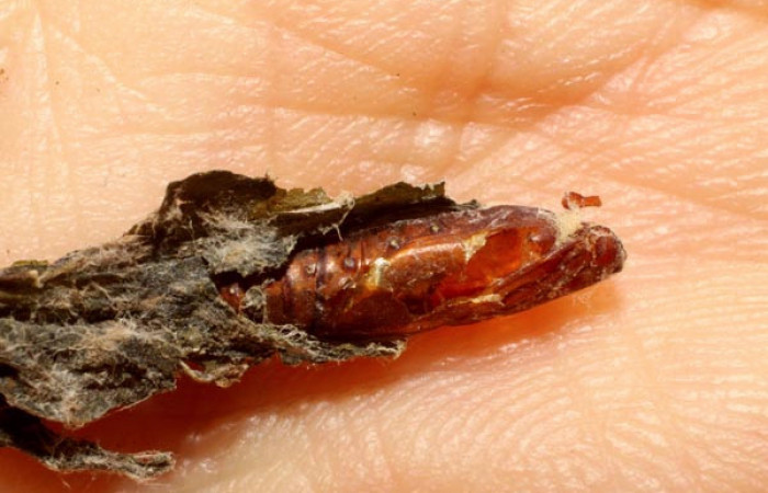 Figura 7. <i>Leurus discus</i> (Ichneumonidae), parásito ya eclosionado en resto de pupa de <i>Desmia octomaculalis</i> (Crambidae). Voucher 09-SRNP-5555-DHJ476338.jpg.