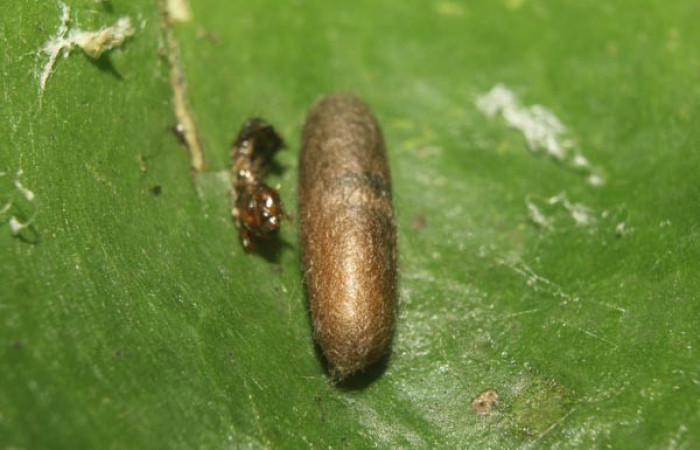 Figura 9. <i>Eiphosoma</i> (Ichneumonidae) parásito de <i>Desmia octomaculalis</i> (Crambidae). Voucher 14-SRNP-70948-DHJ723236.jpg.