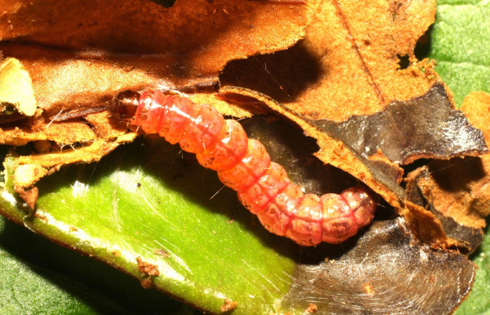 Figura 10. Prepupa de <i>Desmia octomaculalis</i> (Crambidae). Gongora Sendero Fosa. Voucher 17-SRNP-35590-DHJ734566.jpg.