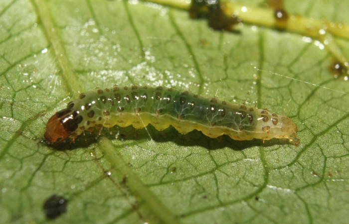Figura 2. <i>Desmia octomaculalis</i> (Crambidae), posición lateral, penúltimo estadio. Estación Quica, Sendero Manguero. Voucher 18-SRNP-71222-DHJ742511.jpg.