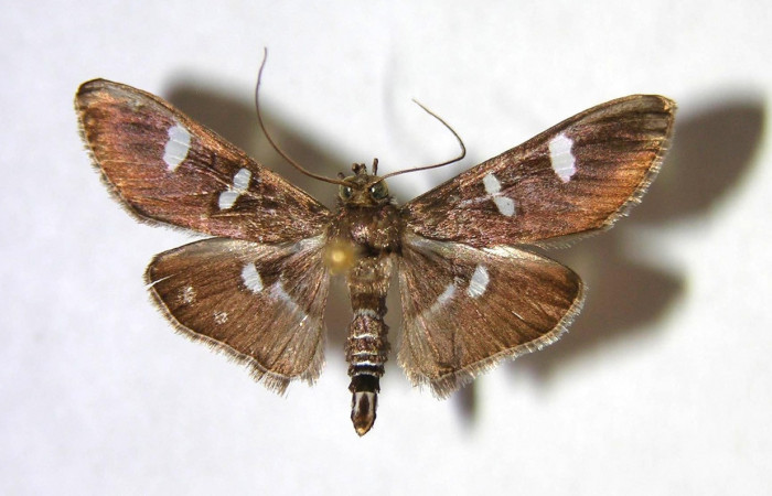 Figura 14. Adulto macho de <i>Desmia octomaculalis</i> (Crambidae), vista dorsal. Voucher 97-SRNP-1657-DHJ370986.jpg.