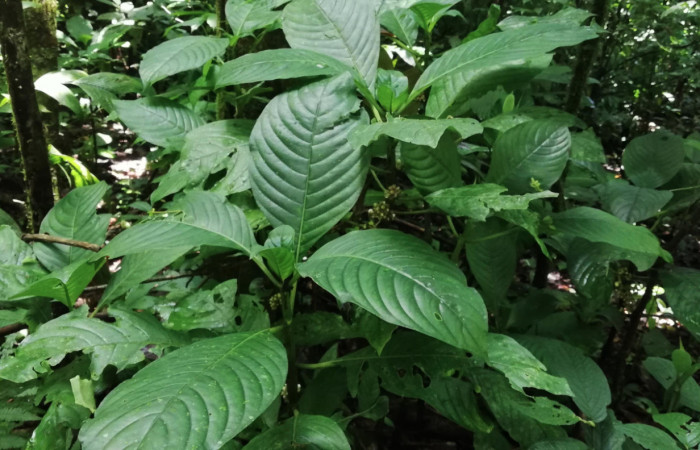 Figura 18. <i>Psychotria aggregata</i> (Rubiaceae). Planta hospedera de <i>Desmia octomaculalis</i> (Crambidae) Sector San Cristóbal, Sendero Corredor. Foto Gloria Sihezar. 28 mayo 2021.