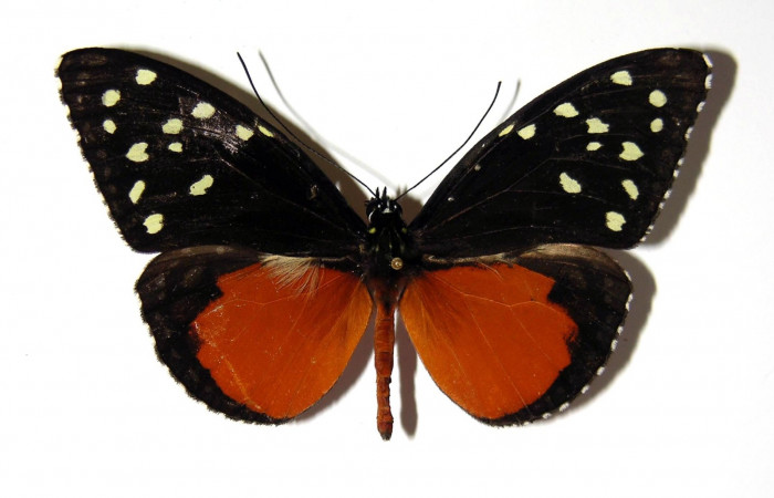 Fig. 4. Macho adulto de <i>Tithorea pinthias</i>, (Nymphalidae), vista dorsal. Area de Conservación Guanacaste, Sector San Cristóbal, Río Blanco Abajo, 500 m.s.n.m. (02-SRNP-624-DHJ96692).