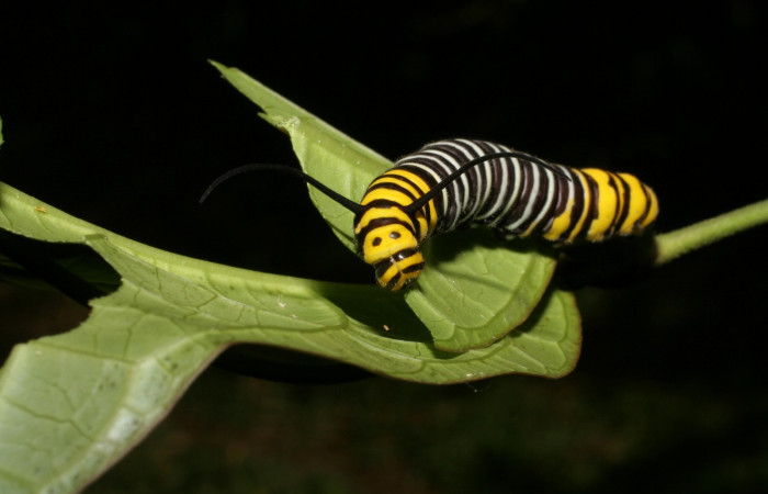 Fig. 6. <i>Tithorea pinthias</i> (Nympalidae), larva último estadio, alimentándose de <i>Odontadenia macrantha</i>(Apocynaceae) una de sus plantas hospederas. Area de Conservación Guanacaste, Sector Pitilla, Sendero Nancite, 700 m.s.n.m. (06-SRNP-31711-DHJ412813.jpg).
