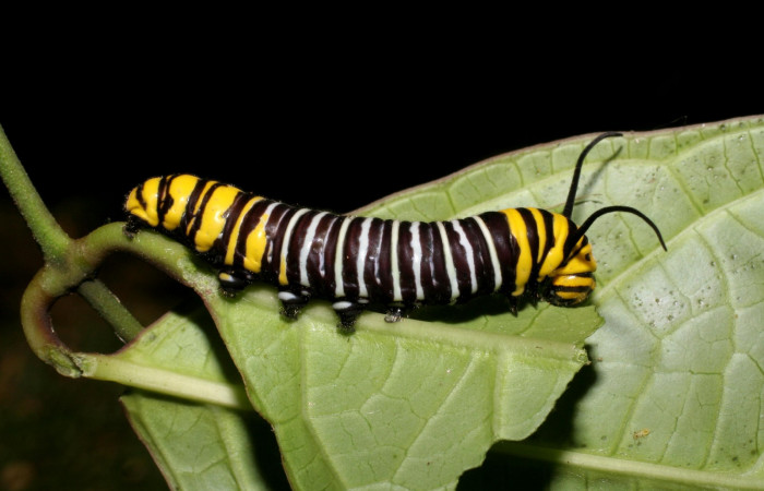 Fig. 7. Larva último estadio de <i>Tithorea pinthias</i> (Nympalidae) alimentándose de <i>Odontadenia macrantha</i> (Apocynaceae) una de sus plantas hospederas. Area de Conservación Guanacaste, Sector Pitilla, Sendero Nancite, 700 m.s.n.m. (06-SRNP-31711-DHJ412815.jpg).