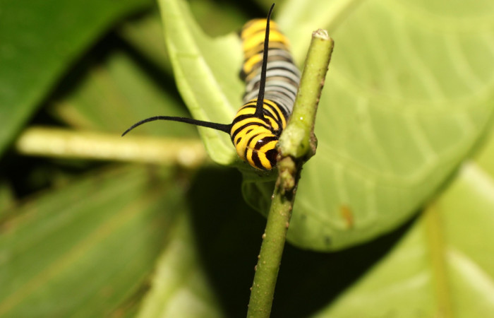 Fig. 9. Larva tercer estadio de <i>Tithorea pinthias</i>   (Nymphalidae). Area de Conservación Guanacaste, Sector Cacao, Sendero Nayo. (18-SRNP-35246-DHJ734806.jpg).