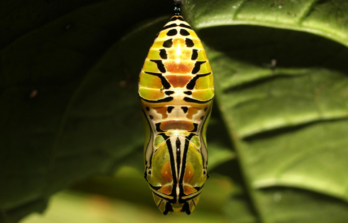 Fig. 12. Pupa de <i>Tithorea pinthias</i> (Nymphalidae). Area de Conservación Guanacaste, Sector Cacao, Sendero Nayo. (18-SRNP-35246-DHJ734898.jpg). Vista dorsal de la pupa.