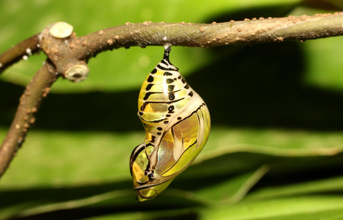 Fig. 16. Pupa de <i>Tithorea pinthias</i> (Nymphalidae), vista lateral derecho. Area de Conservación Guanacaste, Sector Cacao, Sendero Nayo. (18-SRNP-35306-DHJ734924.jpg).
