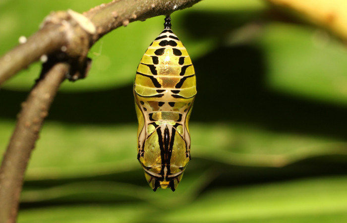 Fig. 14. Pupa de <i>Tithorea pinthias</i> (Nymphalidae). Area de Conservación Guanacaste, Sector Cacao, Sendero Nayo. (18-SRNP-35306-DHJ734925.jpg).