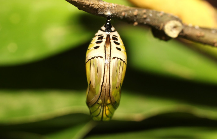 Fig. 13. Pupa de <i>Tithorea pinthias</i> (Nymphalidae). Area de Conservación Guanacaste, Sector Cacao, Sendero Nayo. (18-SRNP-35306-DHJ734926.jpg).