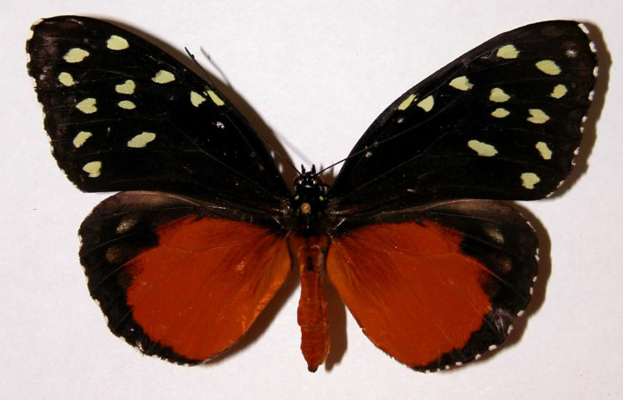 Fig. 2. Hembra adulto de <i>Tithorea pinthias</i> (Nymphalidae), vista dorsal. Area de Conservación Guanacaste, Sector San Cristóbal, Sendero Pinyal. (99-SRNP-599-DHJ34058).