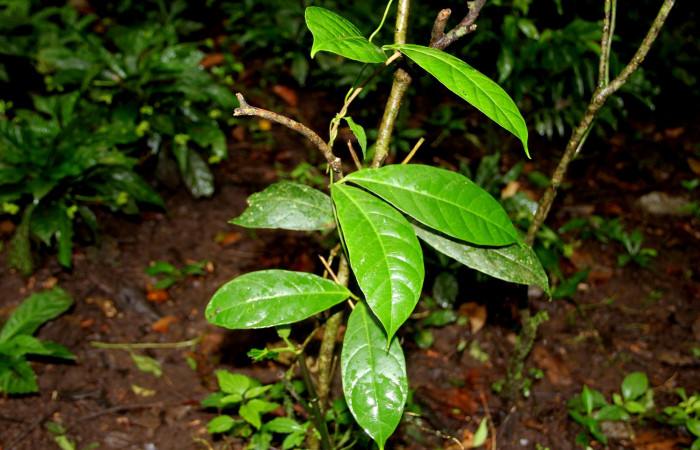 Fig. 18. Hábitat de <i>Odontadenia macrantha</i> (Apocynaceae), planta hospedera de </i>Tithorea pinthias (Nymphalidae), bejuco creciendo en margen de bosque. Area de Conservación Guanacaste, Sector Cacao, Sendero Nayo. Foto Parataxónoma Dunia García. (<i>Odontadenia macrantha</i> 2 - 10/02/18.jpg).