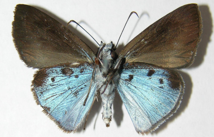 Figura 4. Adulto <i>Pythonides pteras</i> (Hesperiidae). Vista ventral, envergadura alar del macho 29 mm. Voucher: 06-SRNP-32649-DHJ348713.jpg.  BIN: BOLD:AAD5803.