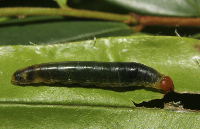 Figura 10. Larva <i>Pythonides pteras</i> (Hesperiidae). Vista lateral, penultimo estadío. 19 mm. Foto 4 mayo 2014. Voucher: 14-SRNP-70715-DHJ722677.jpg.