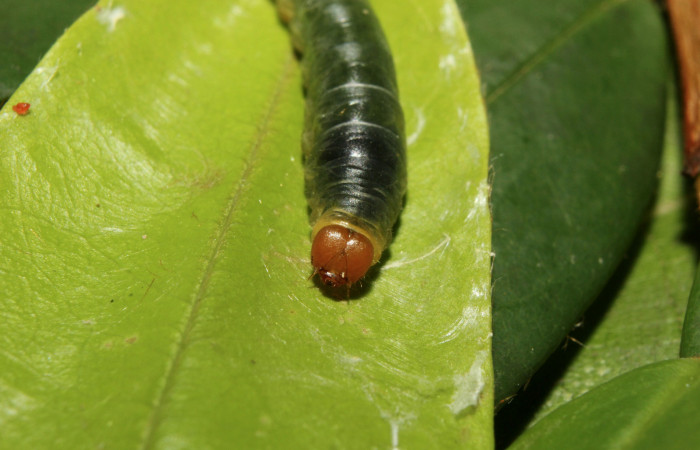 Figura 11. Larva <i>Pythonides pteras</i> (Hesperiidae). Cabeza de frente, penultimo estadío. 19 mm. Foto 4 mayo 2014. Voucher: 14-SRNP-70715-DHJ722681.jpg.