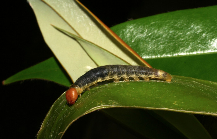 Figura 12. Larva <i>Pythonides pteras</i> (Hesperiidae). Vista lateral, último estadío. 22 mm. Foto 29 mayo 2005. Voucher: 05-SRNP-31882-DHJ404439.jpg.