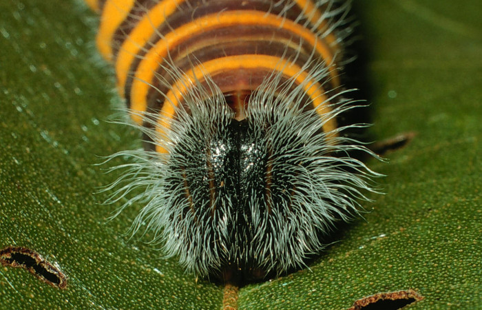 Figura 13. Cabeza de frente <i>Astraptes obstupefactus</i>, (Hesperiidae). Ultimo estadío. 41 mm. Foto 19 enero 2003. Voucher: 03-SRNP-3079-DHJ72024.jpg.