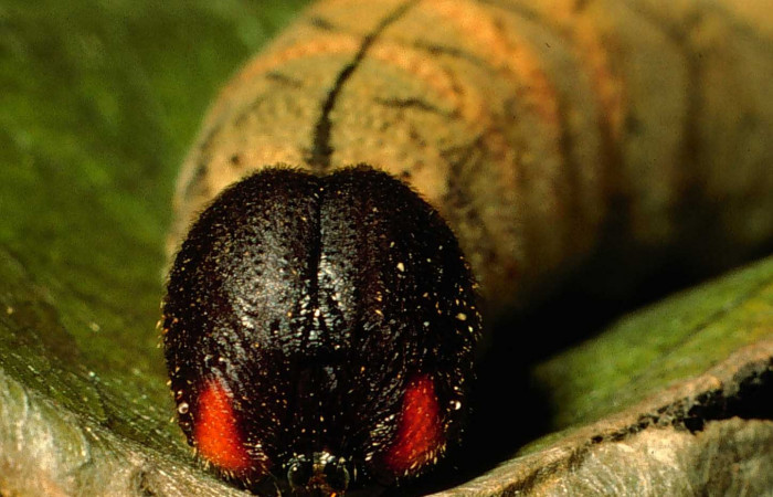 Figura 15.  Cabeza de frente larva <i>Astraptes enotrus</i> (Hesperiidae). Ultimo estadío. Foto 17 enero 1995. Voucher: 95-SRNP-169-DHJ21340.jpg.