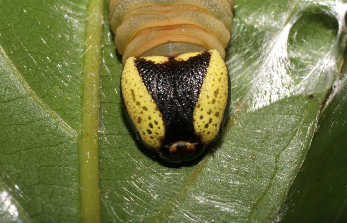 Figura 17. Cabeza de frente larva <i>Dyscophellus</i> Burns02 (Hesperiidae). Ultimo estadío. 41 mm. Foto 28 marzo 2006. Voucher: 06-SRNP-40602-DHJ414080.jpg.