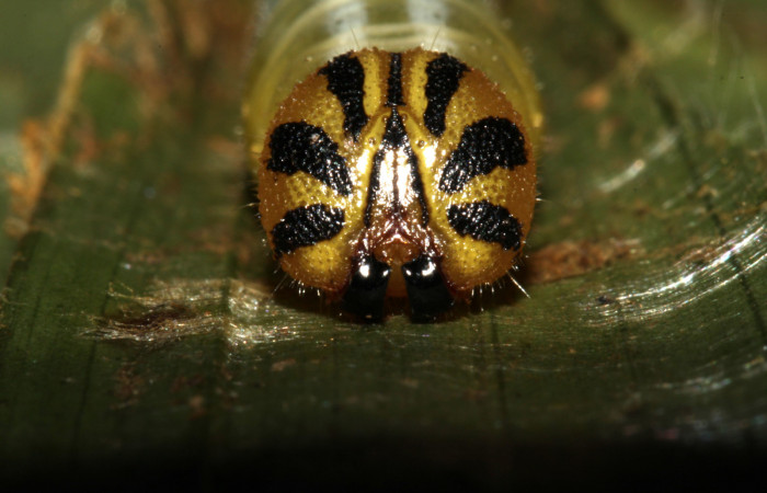 Figura 18. Cabeza de frente larva <i>Nyctus hiarbas</i>, (Hesperiidae). Penúltimo estadío. 24 mm. Foto 22 noviembre 2012. Voucher: 12-SRNP-31778-DHJ700256.jpg.