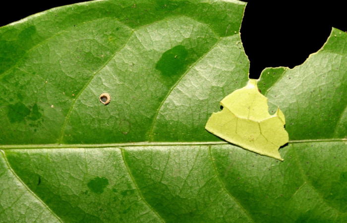 Figura 8. <i>Cephise</i> Burns01 (Hesperiidae). Huevo y casita en la hoja, primer estadío. 5 mm. Foto 4 setiembre 2011. Voucher: 11-SRNP-41563DHJ483030.jpg.