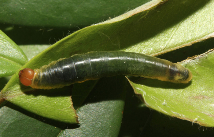 Figura 9. Larva <i>Pythonides pteras</i> (Hesperiidae). Vista dorsal, penultimo estadío. 19 mm. Foto 4 mayo 2014. Voucher: 14-SRNP-70715-DHJ722679.jpg.