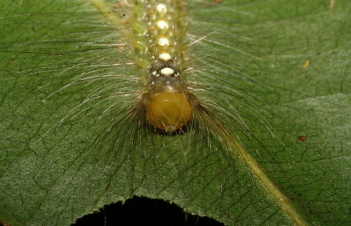 Fig.10 Vista Frontal, <i>Thagona errans</i> (Erebidae), se colectó 15 Diciembre 2008, Sector Del Oro, Vado Quebrada Tigral, 290mts. (08-SRNP-24737-DHJ449038.jpg).