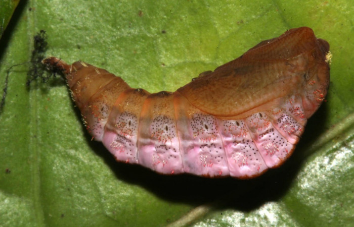 Fig.13 Vista lateral de pupa de <i>Thagona errans[i/] (Erebidae hizo pupa 24 julio 2017, Sector Pitilla, Ingas, 580mts. (17-SRNP-31814-DHJ739784.jpg)