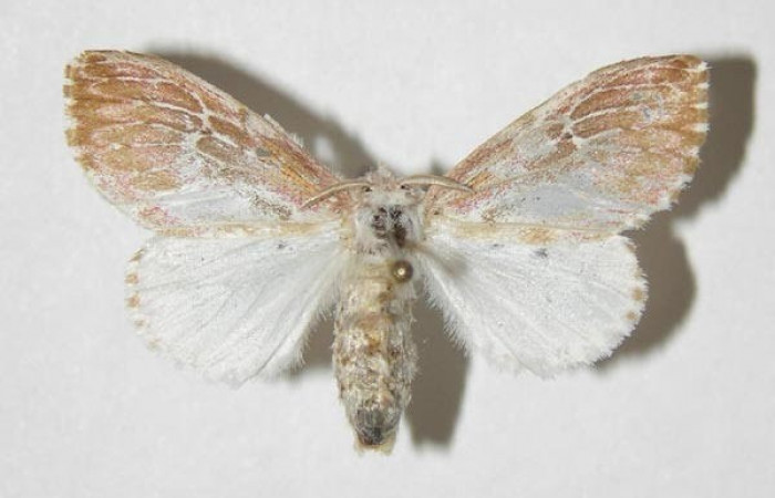 Fig.3 Vista dorsal dehembra, <i>Thagona errans</i>  (Erebidae), eclosionó 30 Agosto 2003, Sector Del Oro, Rio Chon, 320mts. (03-SRNP-19644-DHJ338412.jpg).