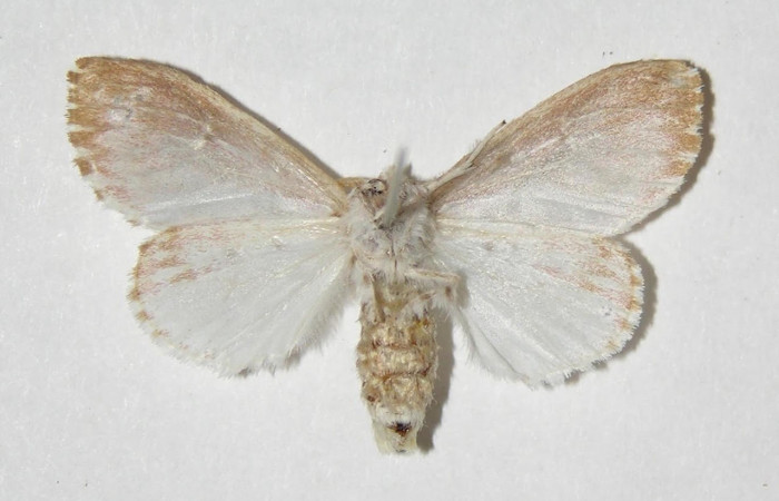 Fig.4 Vista dorsal de hembra, <i>Thagona errans</i>  (Erebidae), eclosionó 30 Agosto 2003, Sector Del Oro, Rio Chon, 320mts.(03-SRNP-19644-DHJ338413.jpg)