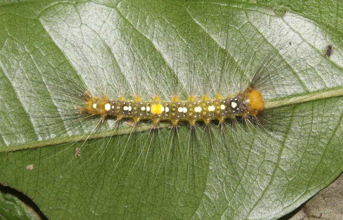 Fig.8 Vista dorsal, <i>Thagona errans</i> (Erebidae), se colectó 11 julio 2017, Sector Pitilla, Ingas, 580mts.(17-SRNP-31813-DHJ739635.jpg)