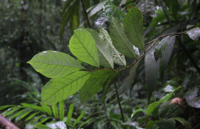 Fig.2 Follaje de  la parte del envés de <i>Celastrus vulcanicolus</i>  planta hospedera de  <i>Antiblemma partita</i> 