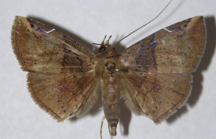   Fig.3  Adulto <i>Antiblemma partita</i> dorsal. Voucher: 13-SRNP-30632-DHJ595772.jpg