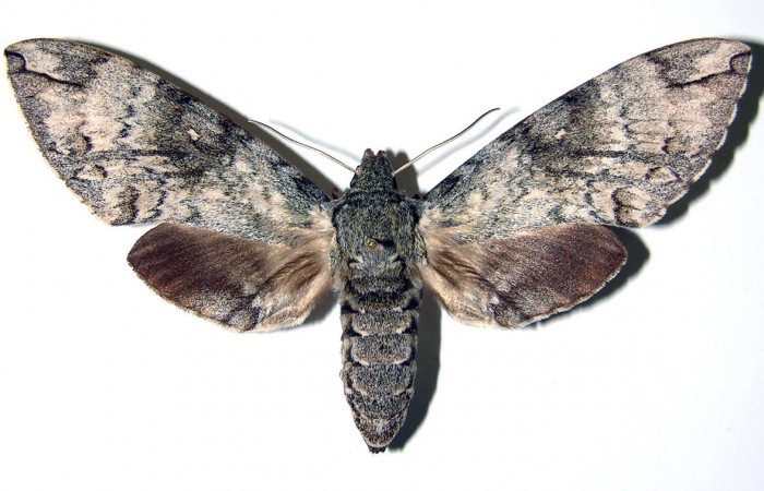 Fig. 03. Hembra de <i>Manduca lanuginosa</i> (Sphingidae), vista dorsal, 88 mm. de envergadura. Voucher: 84-SRNP-697-DHJ96066.jpg.