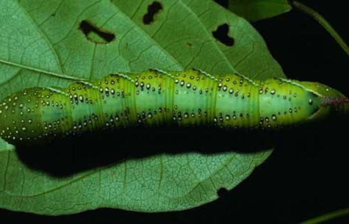 Fig. 05. Larva de <i>Manduca lanuginosa</i> (Sphingidae), vista dorsal, último estadío 55mm. de longitud. Voucher: 84-SRNP-730-DHJ7632.jpg.