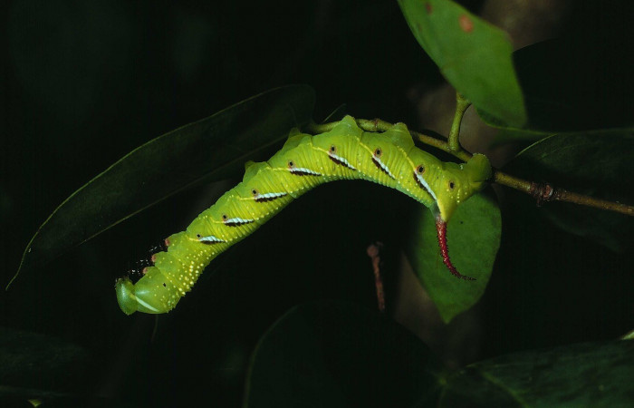 Fig. 07. Larva de <i>Manduca lanuginosa</i> (Sphingidae), vista lateral, penúltimo estadío 45mm. de longitud. Voucher: 84-SRNP-807-DHJ7658.jpg.