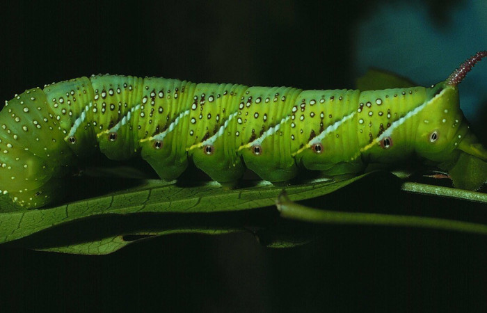 Fig. 08. Larva de <i>Manduca lanuginosa</i> (Sphingidae), vista lateral, último estadío 55mm. de longitud. Voucher: 84-SRNP-730-DHJ7629.jpg.