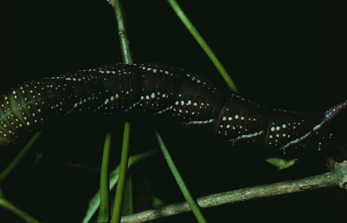 Fig. 09. Larva de <i>Manduca lanuginosa</i> (Sphingidae), vista lateral, último estadío 60mm. de longitud. Voucher: 84-SRNP-925-DHJ7765.jpg.