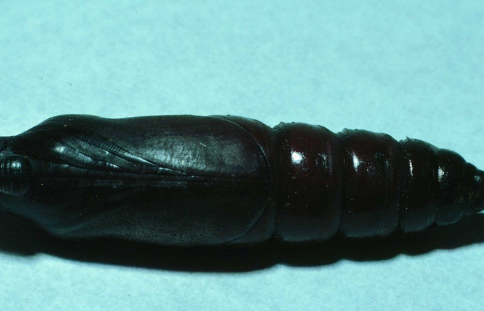 Fig. 11. Pupa de <i>Manduca lanuginosa</i> (Sphingidae), vista lateral, longitud no indicada. Voucher: 84-SRNP-1029-DHJ7850.jpg