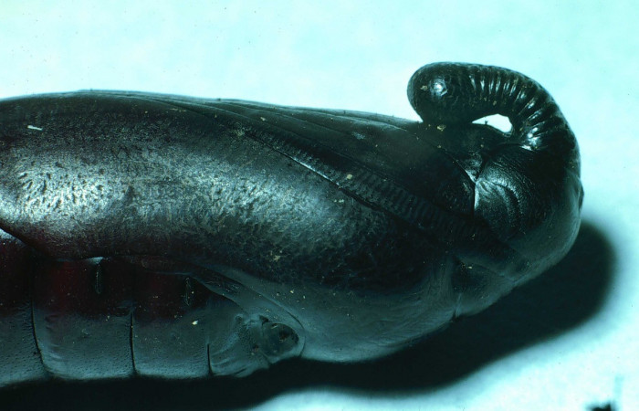 Fig. 12. Pupa de <i>Manduca lanuginosa</i> (Sphingidae), vista lateral de cerca del torax, longitud no indicada. Voucher: 84-SRNP-1029-DHJ7853.jpg.