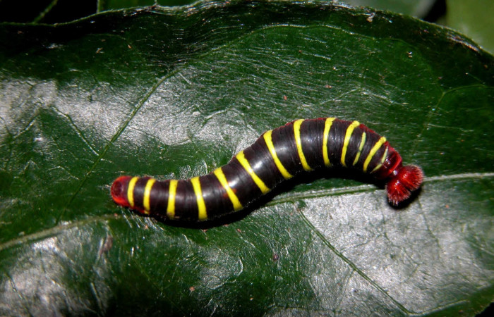 Fig.11. Larva de <i>Astraptes favilla</i>, en penúltimo estadio de 25 mm de longitud.. Voucher : 03-SRNP-15980-DHJ400987.jpg.