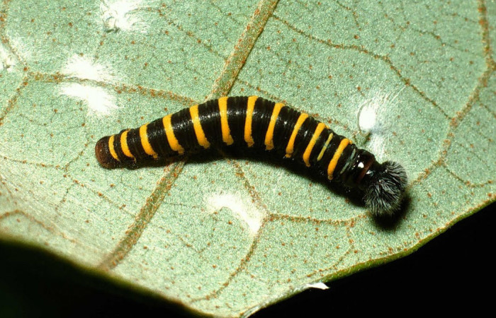 Fig.12.Larva de <i>Astraptes obstupefactus</i>, en tercer estadio de 13mm de longitud. Voucher : 02-SRNP-24404-DHJ70812.jpg.