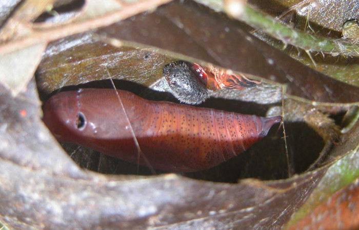 Fig.16. Mostrando pupa de <i>Astraptes apastus</i>, semi descubierta,  en posición lateral. Voucher : 03-SRNP-20746-DHJ91225.jpg. 