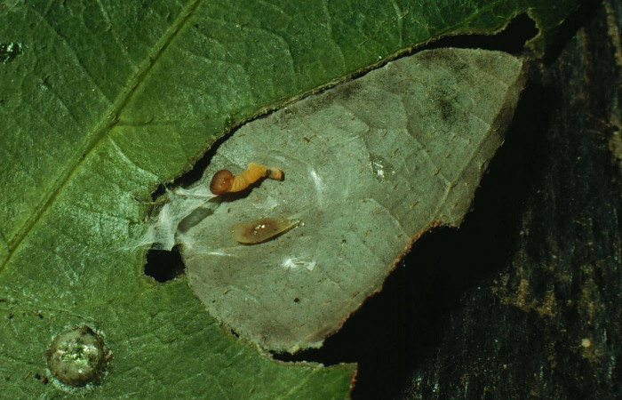 Fig.19.Mostrando lavita parasítica de la familia Eulophidae, en larva de <i>Astraptes inflatio</i>.  Voucher : 92-SRNP-121-DHJ14793.jpg.