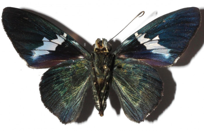 Fig.2. Adulto de <i>Astraptes apastus</i>. Vista ventral. Voucher : 15-SRNP-46169-DHJ909411.jpg.