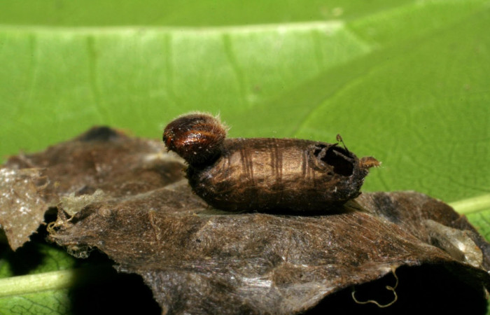 Fig.21. Capullo de la familia Ichneumonidae, en larva de <i>Astraptes synecdoche</i>. Voucher : 04-SRNP-48646-DHJ401902.jpg.