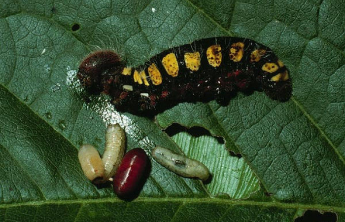 Fig.23. Mostrando lavitas parasítica de la familia Tachinidae, en larva de <i>Astraptes synecdoche</i>.  Voucher : 03-SRNP-4201-DHJ73116.jpg.